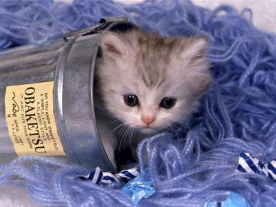 Kattints ide a teljes kép megtekintéséhez