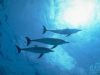 dauphins_45.jpg