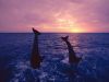dauphins_46.jpg