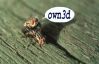 Owned-Flies.jpg