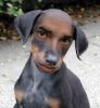 tete-de-chien.jpg