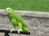 oiseau,fond-ecran-amazone,09.jpg
