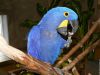 oiseau,fond-ecran-ara-hyacinthe,29.jpg