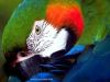 oiseaux_32.jpg