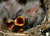 oiseaux_84.jpg